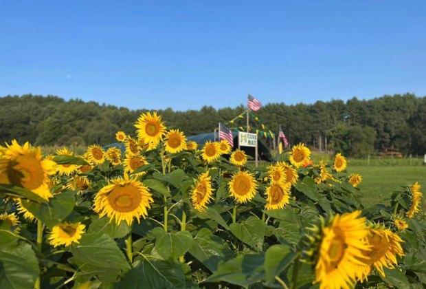 Photo of sunflower field - Top Things To Do in Boston this Fall