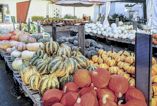 Photo of a variety of pumpkins - Pumpkin Patches Near Boston