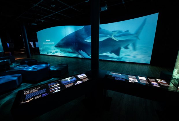 View of the Sharks exhibit at the American Museum of Natural History