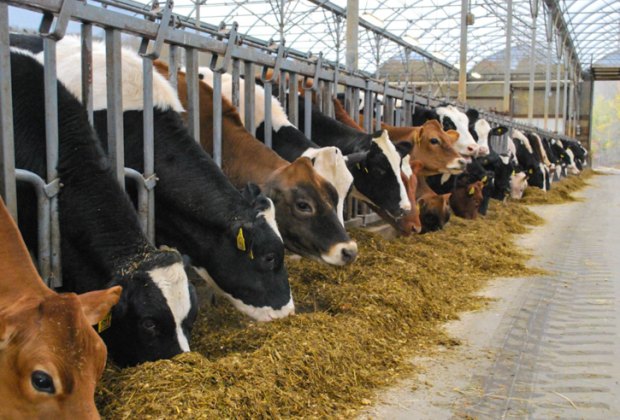 Image of cows at UConn - Free Fun Things To Do