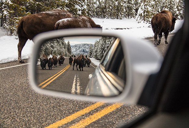 Visit National Parks in 2022 on These Free Entrance Days: Yellowstone National Park