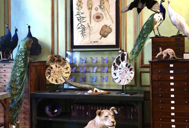 See taxidermied animals at Deyrolle House in Paris