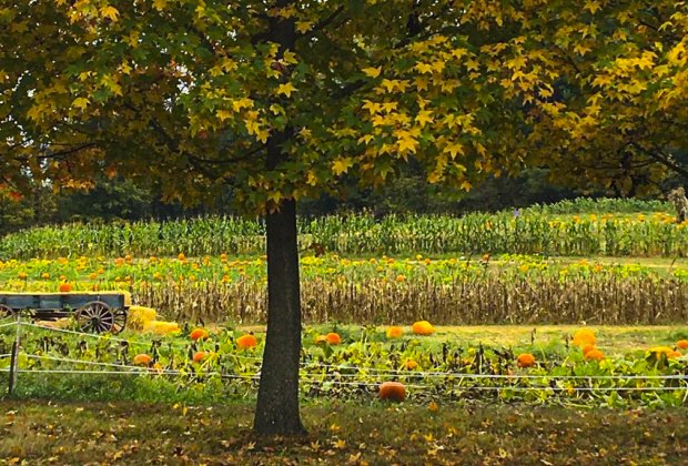 Queen Anne Farm pumpkin patch