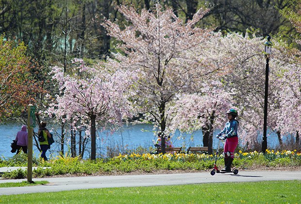 Must See Cherry Blossoms In New Jersey S Branch Brook Park Mommypoppins Things To Do In New Jersey With Kids