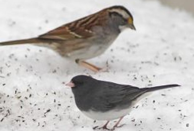 Great Backyard Bird Count