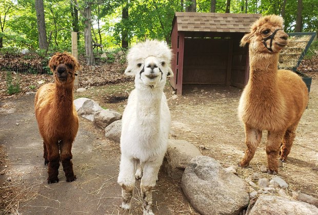 Alpacas at Abma's Farm