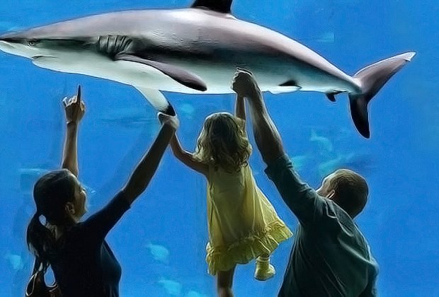 Ways to Keep Cool in a Heat Wave in Philly Adventure Aquarium.