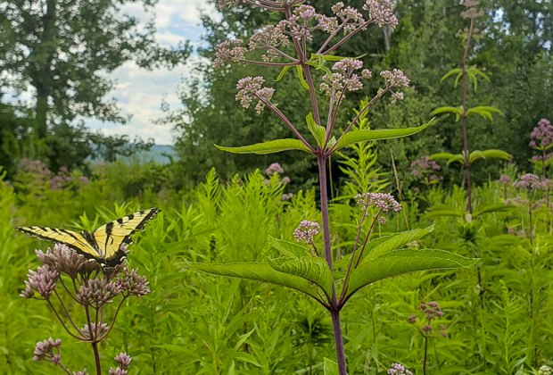 How to Make Wildflower Seed Bombs: Growing a pollinator garden