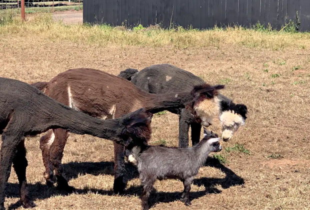 California Vacation Home Rentals for Families: Meet the alpacas.