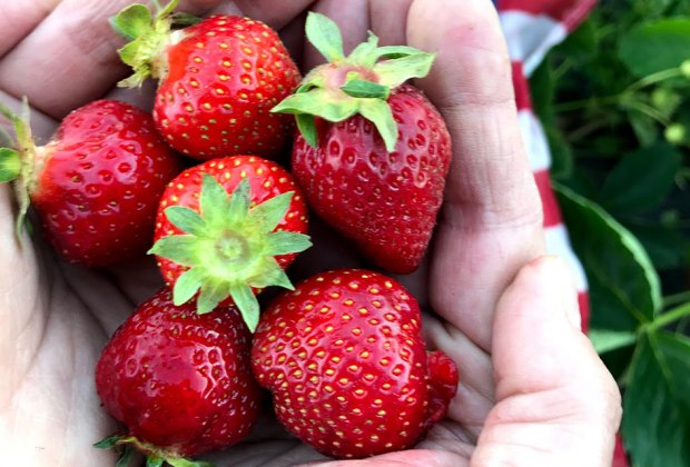 Strawberry picking near NYC: Alstede Farms