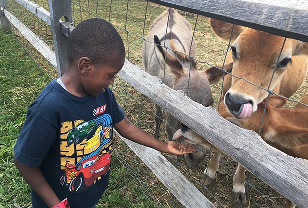 Petting Zoos Near NYC Where Kids Can See Farm Animals ...
