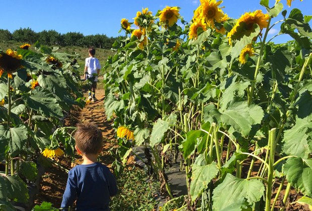 Gorgeous Sunflower Fields And More Pick Your Own Flowers In Nj Mommypoppins Things To Do In New Jersey With Kids