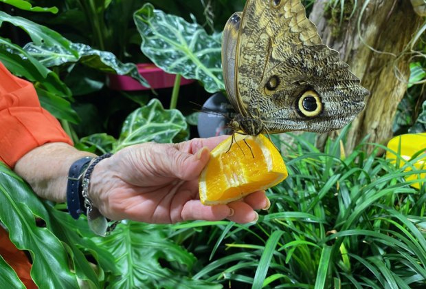 AMNH and more science museums near NYC: Hands on fun in the butterfly vivarium