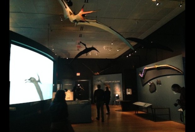 pterosaurs exhibit