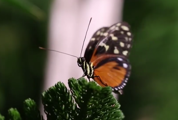 CANCELED: The Butterfly Conservatory at the American Museum of Natural History Photo Courtesy of the American Museum of Natural History