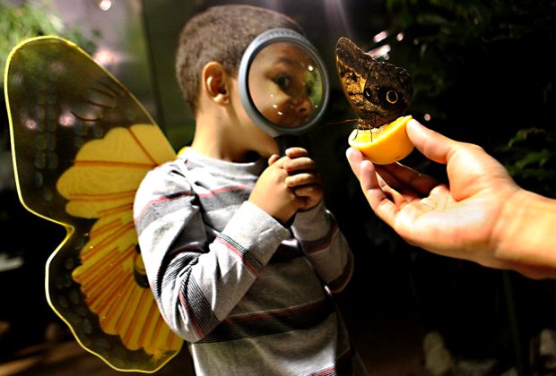 37 Things To Do in NYC This Winter with Your Toddler (Beyond Another Storytime) Visit the astonishing world of butterflies at the Butterfly Conservatory at the AMNH. Photo courtesy of the museum