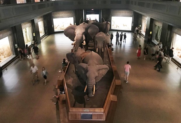 AMNH: Akeley Hall of African Mammals. 