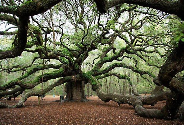 Things To Do in Charleston, SC: Angel Oak Park