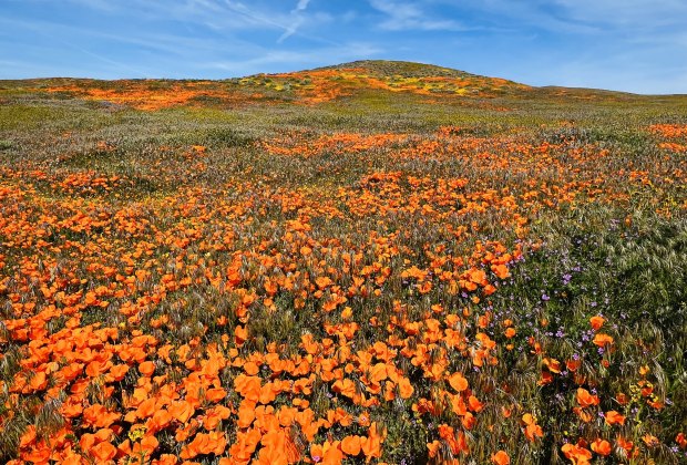 Spring break in Los Angeles: Spring wildflower hikes at Antelope Poppy Reserve