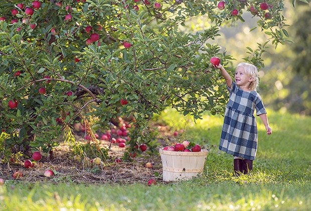 16 Places To Go Apple Picking—and More—Near Boston | Mommy Poppins ...