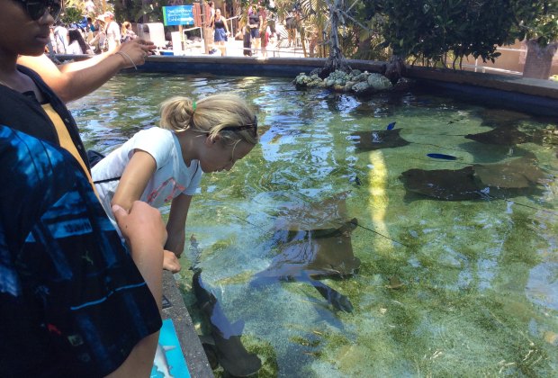 Aquarium of the Pacific - sharks and rays