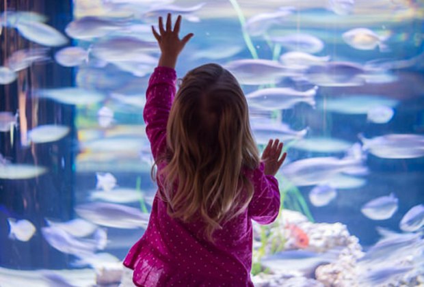 Things to do in downtown Houston: Downtown Aquarium