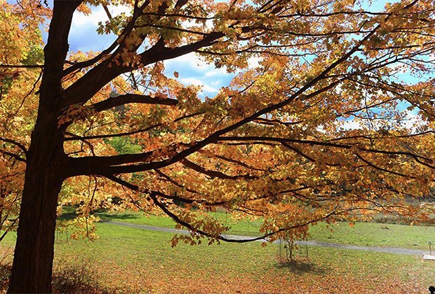 Day Trip to the Frelinghuysen Arboretum in Morristown, NJ The Frelinghuysen Arboretum is the perfect place for a fall stroll. Photo by Ninna Moscato via Instagram