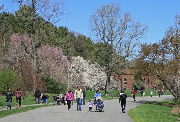 Photo of people walking through Arnold Arboretum.