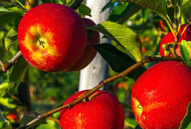 close-up of apples on the tree