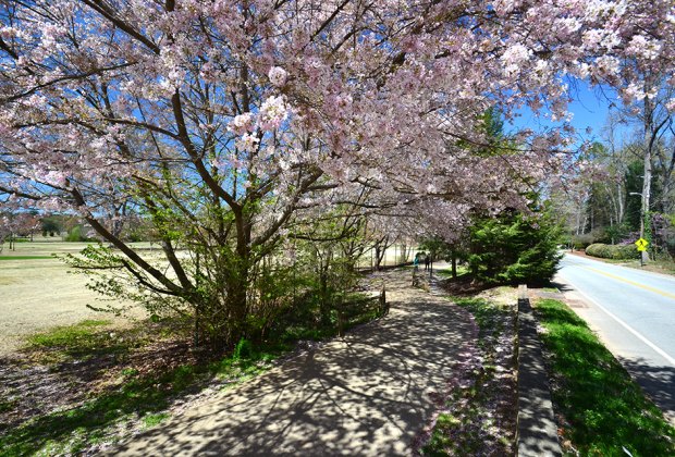 Where to see Cherry Blossoms in Atlanta: Chastain Memorial Park Cherry Blossoms