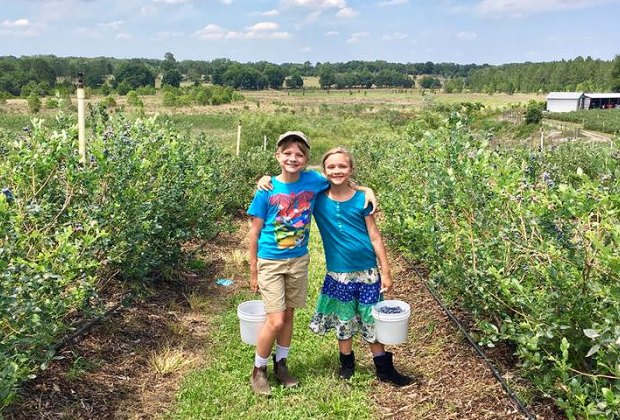 Pick-Your-Own Blueberry Farms Near Orlando | MommyPoppins - Things to