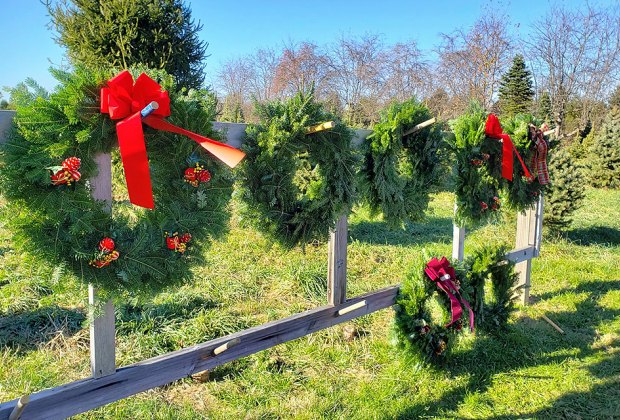 10 Best Christmas Tree Farms Near NYC | MommyPoppins - Things To Do In ...