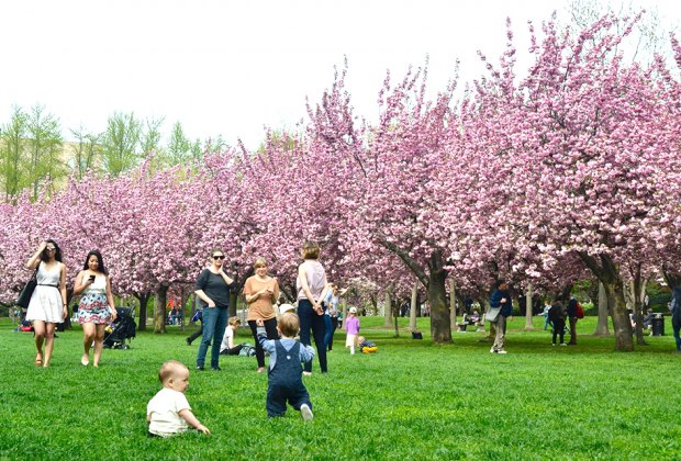 100 things to do in NYC with kids: Brooklyn Botanic Garden Cherry Blossoms