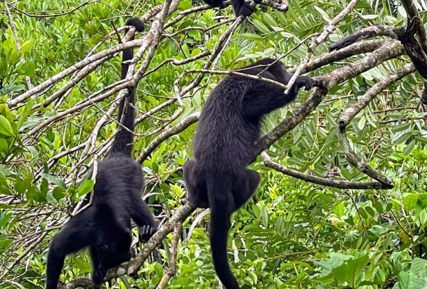 The Belize Zoo