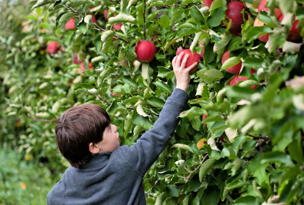 Курс APPLE