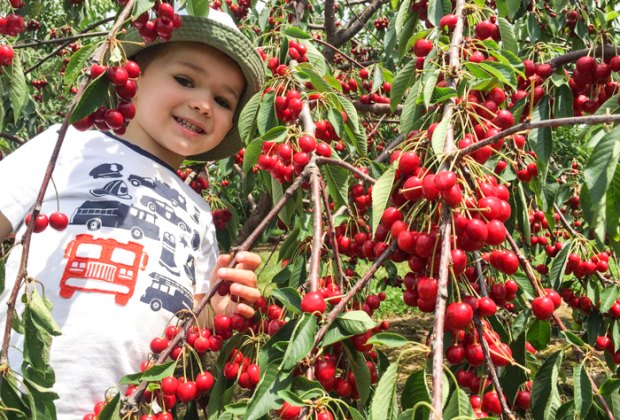 Photo of child in berry bush at a Connecticut farms.