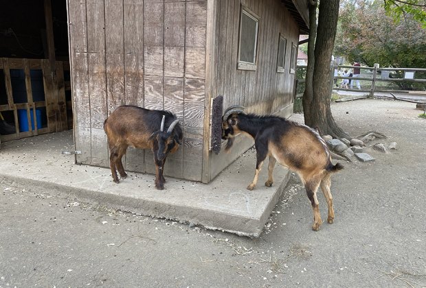 goats at the Bergen County Zoo.