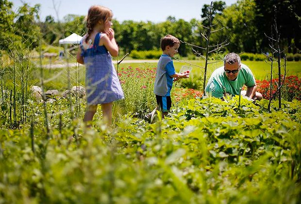 Kids picking berries at Bhavana Berries