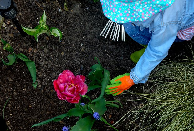 girl adding composted mulch to garden