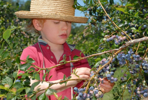 Image of a child blueberry picking near Boston