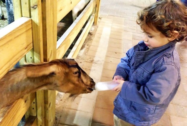 A little boy bottle feeds the goats at the petting zoo at White Post Farms