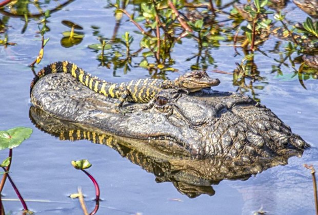 See alligators at Brazos Bend State Park.