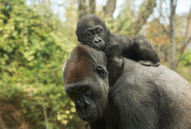 Free things to do in NYC this summer: the Bronx Zoo