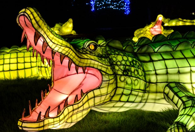 The fury of the animal kingdom is on display in lantern form at the Bronx Zoo's holiday lights