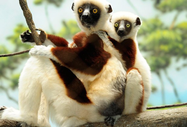 Museum memberships: Bronx Zoo