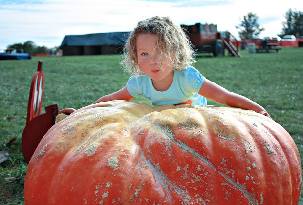 10 Best Pumpkin Patches for Kids near Washington, DC Photo courtesy of Butler's Orchard