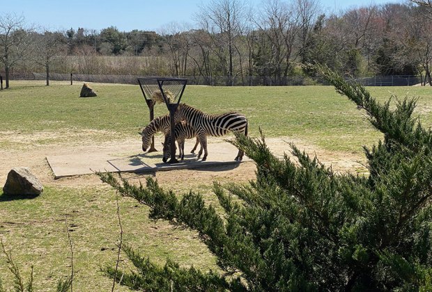 Things to do in Cape May : Cape May County Park & Zoo.