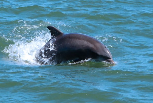 Things to do in Cape May, Dolphins Cape May Whale Watcher tour