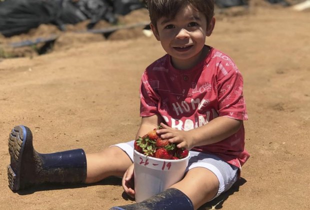 Strawberry Picking Near Los Angeles: Carlsbad Strawberry Company