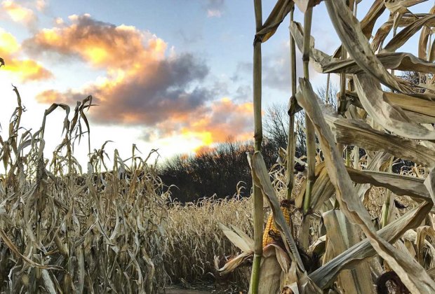 Image of a sunny sky over a corn maze - Corn Mazes in Connecticut.